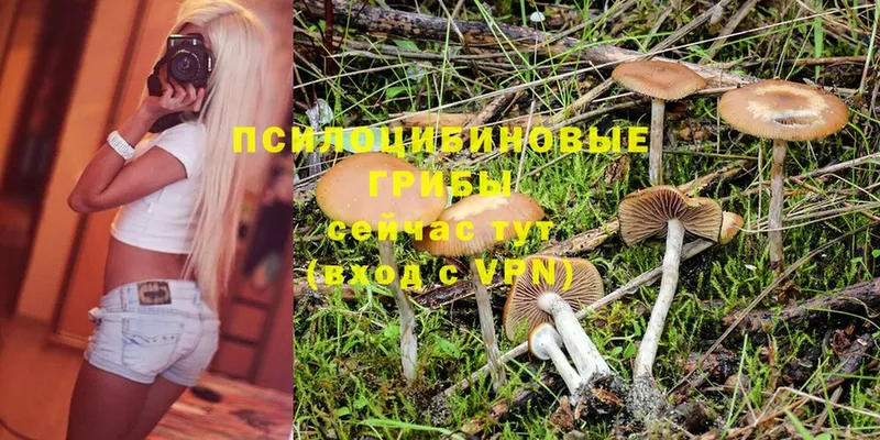 Псилоцибиновые грибы Psilocybine cubensis  Берёзовка 